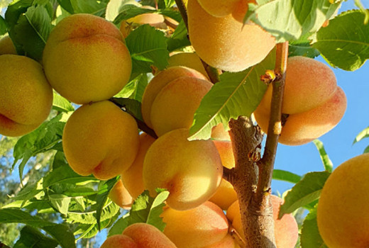 Pfirsich als Superfood: Verborgene Antioxidantien & Vitamine