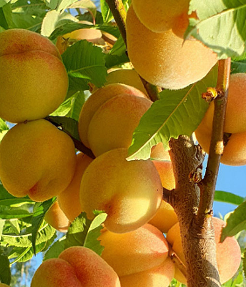 Pfirsichbaum (Prunus persica) MAIRA - Tutifruti, s.r.o.