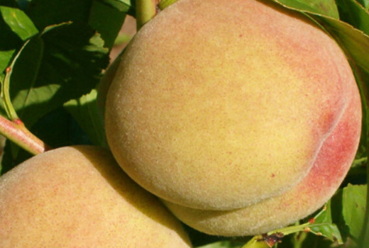 Peach Thinning: Why and How to Remove Young Fruits