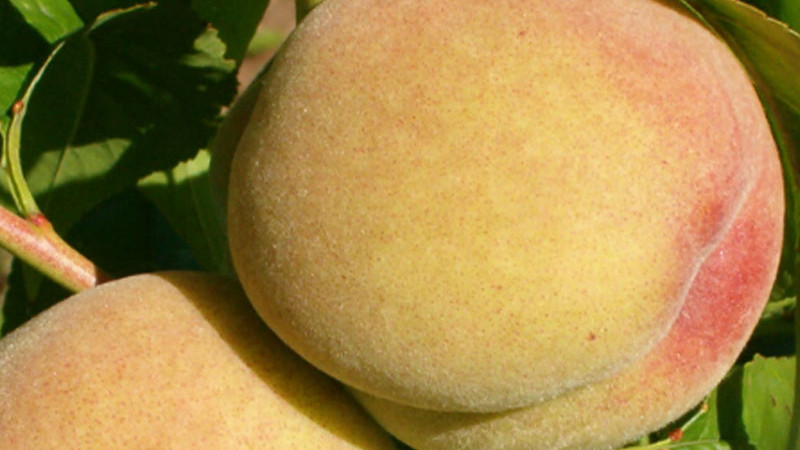 Pfirsiche ausdünnen: Warum und wie man Früchte entfernt