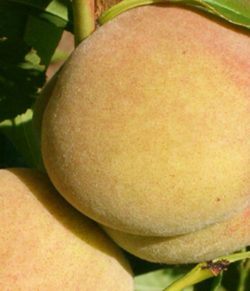 Pfirsichbaum (Prunus persica) MAIRA - Tutifruti, s.r.o.