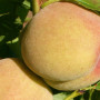 Pfirsichbaum (Prunus persica) MAIRA