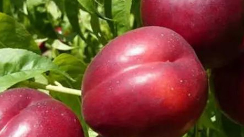 Zierpflanze und Nutzpflanze: Enthüllung der einzigartigen rotblättrigen Nektarine „Medvedevskij-2”