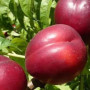 Nectarine (Prunus persica var. nucipersica) MEDVEDEVSKIJ-2