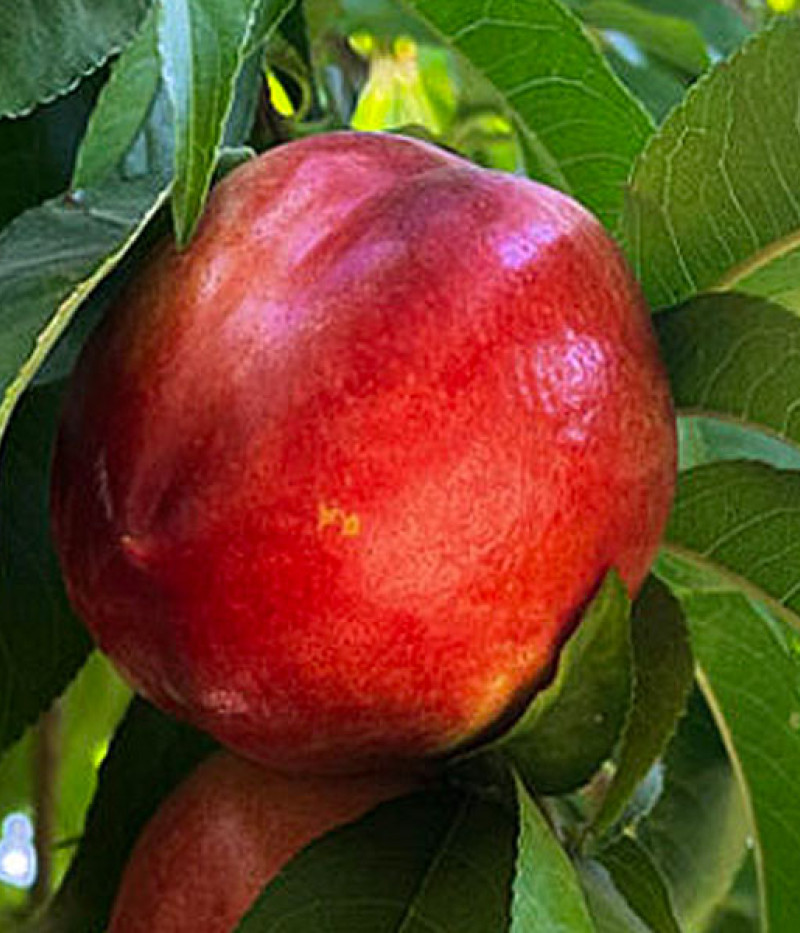 BIO Columnar Nectarine AROMA SPUR SAULENNEKTARINE - Tutifruti, s.r.o.