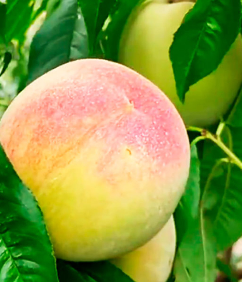 Peach (Prunus persica) PAMJAŤ ŠEVČENKA - Tutifruti, s.r.o.