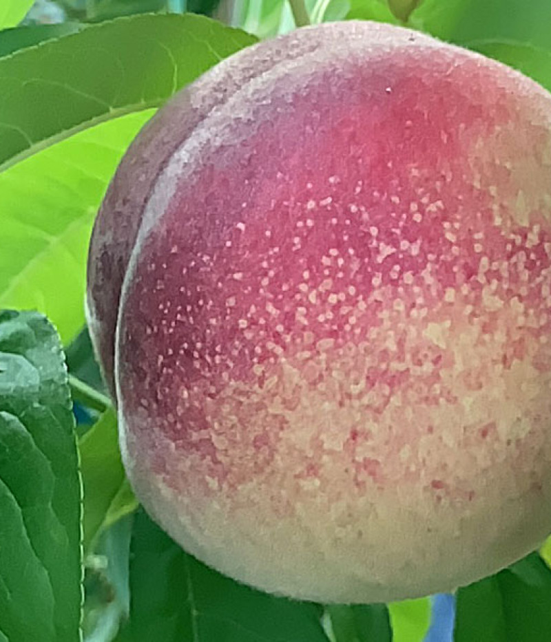 Pfirsichbaum (Prunus persica) RED ROBIN - Tutifruti, s.r.o.