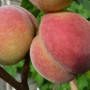 Pfirsichbaum (Prunus persica) SOČNYJ
