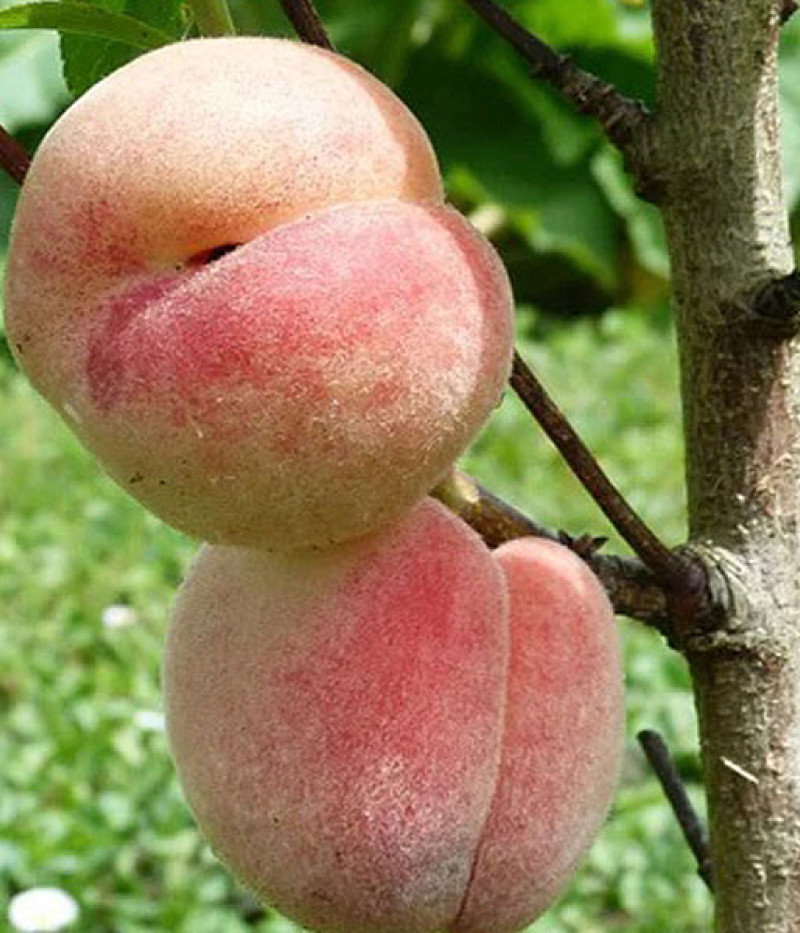 Peach (Prunus persica) SPURA - Tutifruti, s.r.o.