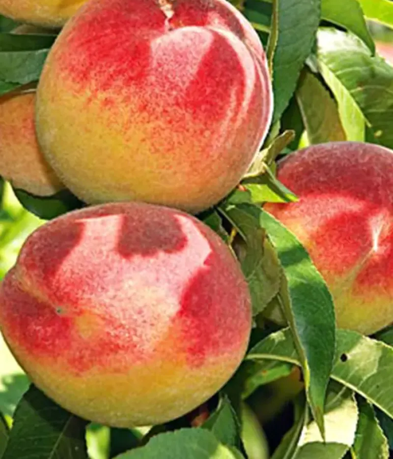 Pfirsichbaum (Prunus persica) SUPERBA DE TOAMNA - Tutifruti, s.r.o.