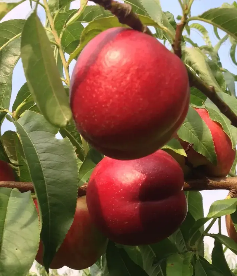 Nektarinen (Prunus persica var. nucipersica) ROMAMER-2 - Tutifruti, s.r.o.
