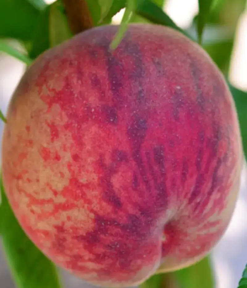 Pfirsichbaum (Prunus persica) TRIUMF - Tutifruti, s.r.o.