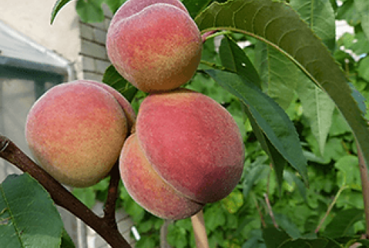 Zamatová odvaha: Príbeh lotyšských broskýň Maira a Viktors, ktoré sa postavili mrazu