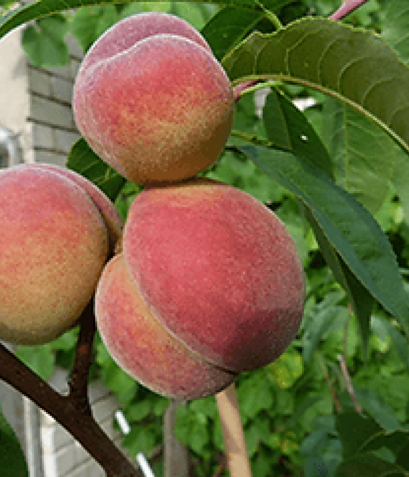 Pfirsichbaum (Prunus persica) VIKTORS - Tutifruti, s.r.o.