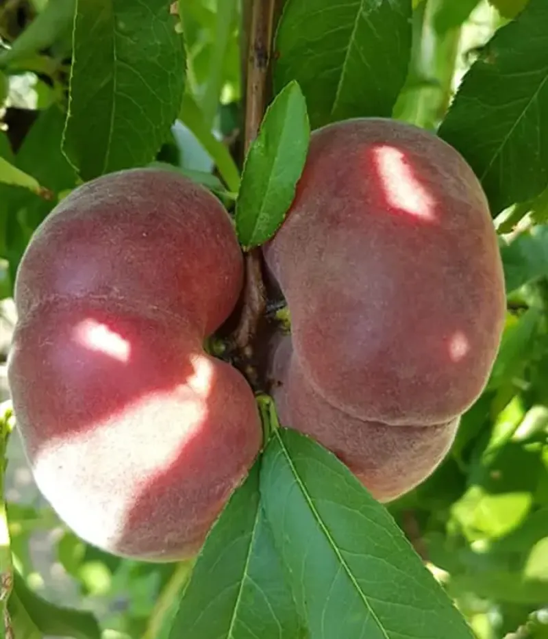 Pfirsichbaum (Prunus persica var. platycarpa) VIOREL - Tutifruti, s.r.o.