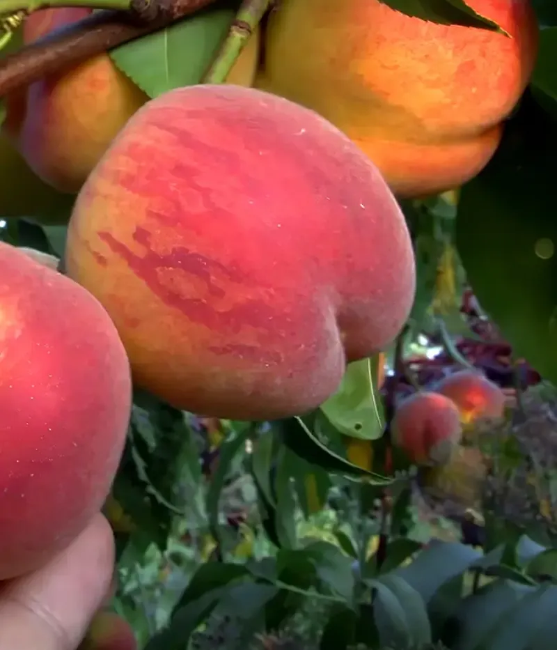 Peach (Prunus persica) VULKAN (VULCAN) - Tutifruti, s.r.o.