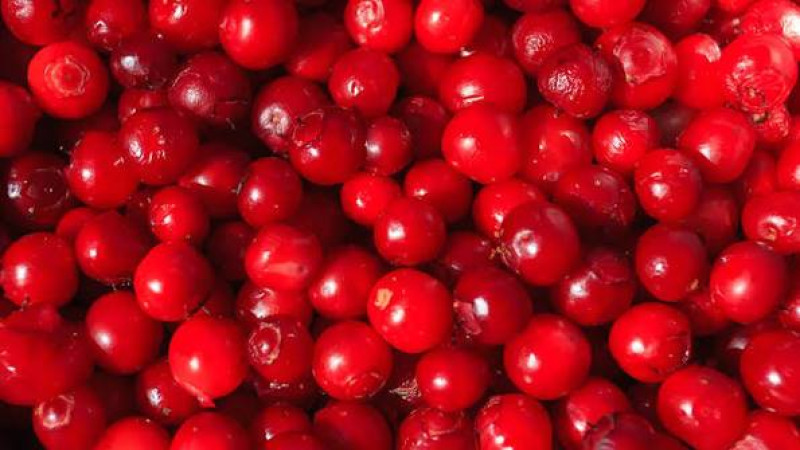 Das Geheimnis der Taiga: Die Entdeckung des roten Schatzes namens Krasnika (Vaccinium praestans)