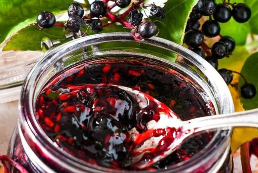 Gattung Sambucus (Holunder): Botanik, Phytochemie und Heilkraft