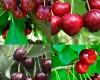 Family cherry trees