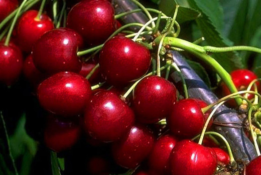 Widerstandsfähigkeit und würziger Geschmack aus dem Norden: Wir stellen die estnischen Kirschen 'Madissoni roosa', 'Meelika' und 'Norri' vor
