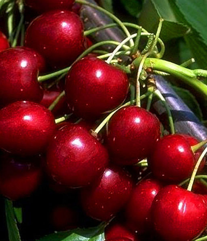 BIO AROMA SPUR SÄULENSÜßKIRSCHE ROT - Tutifruti SK