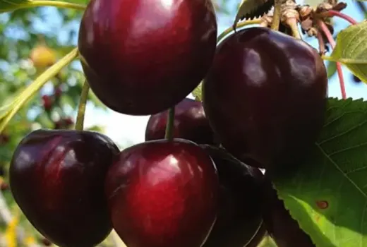 Wie Sie die perfekte Sauerkirschsorte für Ihren Garten auswählen