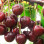 Alles über die Sauerkirsche (Prunus cerasus): Botanik & Herkunft