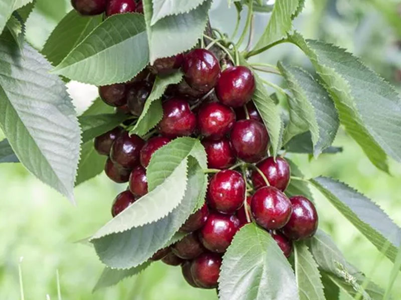 Sauerkirsche (Prunus cerasus) JACHIM - Tutifruti SK Sauerkirsche (Prunus cerasus) JACHIM - Tutifruti SK