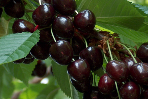 Neue Kirschen & Sauerkirschen 2026: Krupnoplodnaya, Leningradskaya & mehr