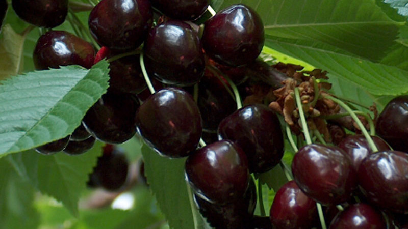 Neue Kirschen & Sauerkirschen 2026: Krupnoplodnaya, Leningradskaya & mehr