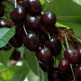 Süßkirsche (Prunus avium) LENINGRADSKAJA ČORNAJA