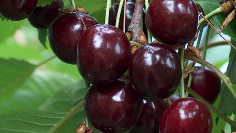 Estnische Kirschjuwelen: Die Geschichte der Sorten „Meelika“, „Norri“ und „Madissoni roosa“