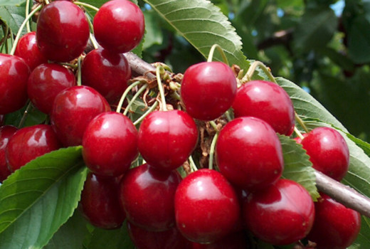 Alles über die Süßkirsche (Prunus avium): Herkunft & Botanik