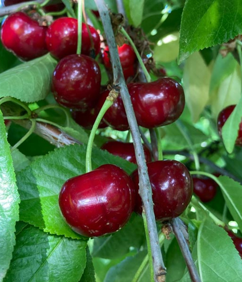 BIO  AROMA SPUR SÄULENSAUERKIRSCHE - Tutifruti SK