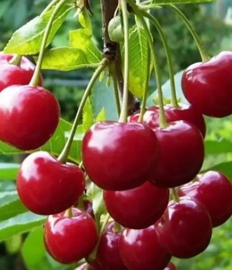 Sauerkirschen (Prunus cerasus) VYTĖNŲ ŽVAIGŽDĖ - Tutifruti, s.r.o.