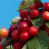 Rubinrotes Gesundheitselixier: Kirschen, Antioxidantien und Polyphenole