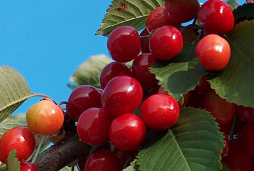 Rubinrotes Gesundheitselixier: Kirschen, Antioxidantien und Polyphenole
