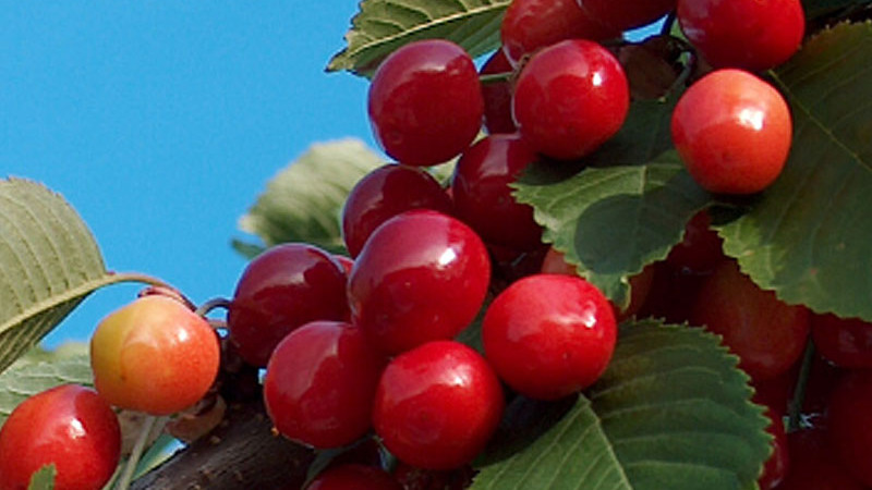 Rubínový elixír zdravia: Čerešňa, antioxidanty a polyfenoly