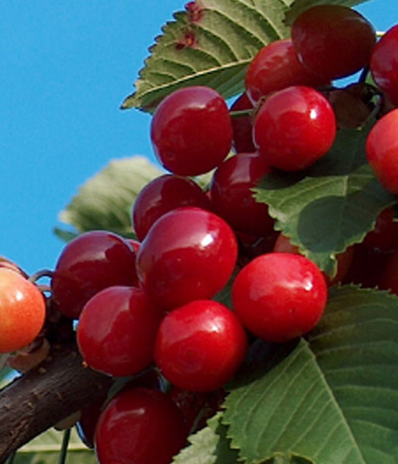 Süßkirsche (prunus avium) AIJA - Tutifruti, s.r.o.