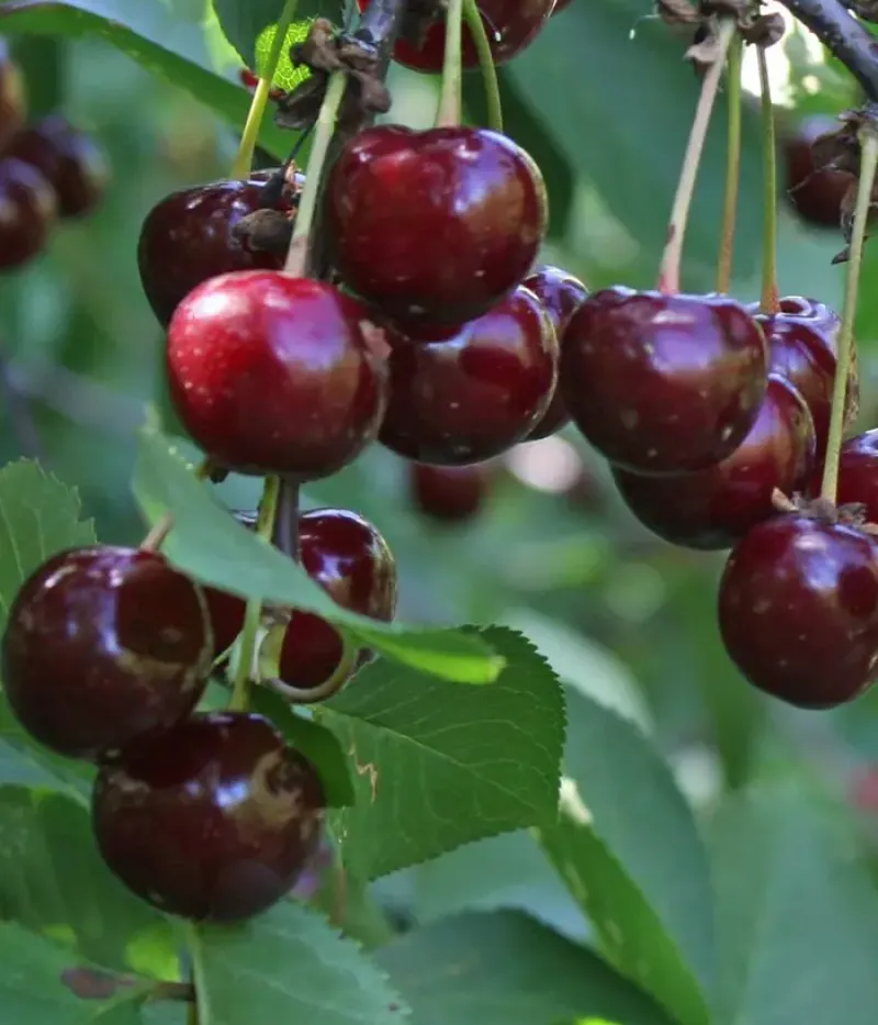 Sauerkirschen (Prunus cerasus) SHOKOLADNITSA - Tutifruti, s.r.o.