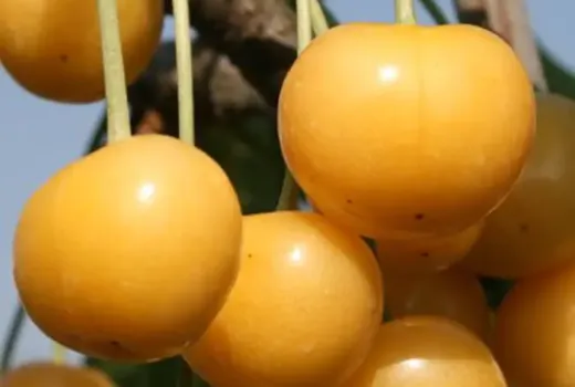 Žltá rarita a neskoré tmavé krásky: Predstavujeme čerešne 'Donnisen', 'Ferrovia' a 'Irena'