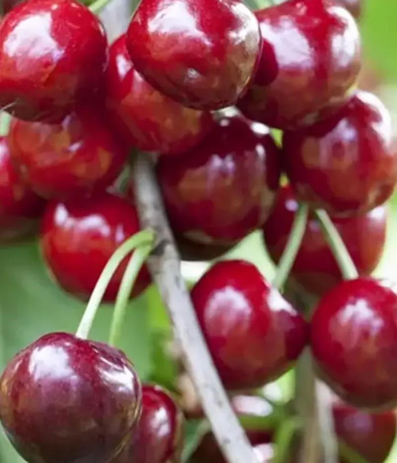 Sauerkirsche (Prunus cerasus) GEREMA - Tutifruti, s.r.o.