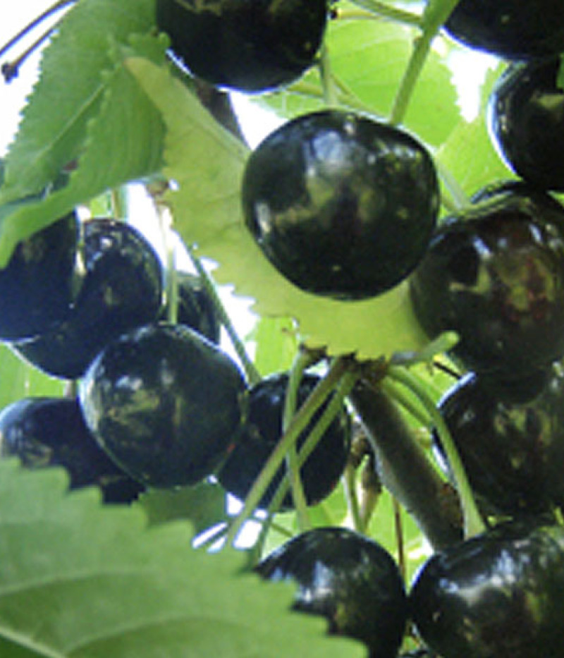 Süßkirsche (Prunus avium) INDRA - Tutifruti, s.r.o.