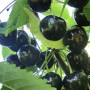 Süßkirsche (Prunus avium) INDRA