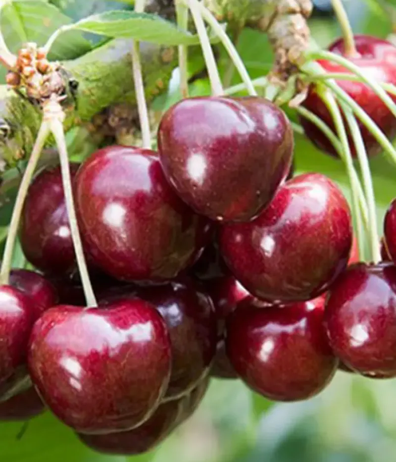 Süßkirschen (Prunus avium) IPUT - Tutifruti, s.r.o.