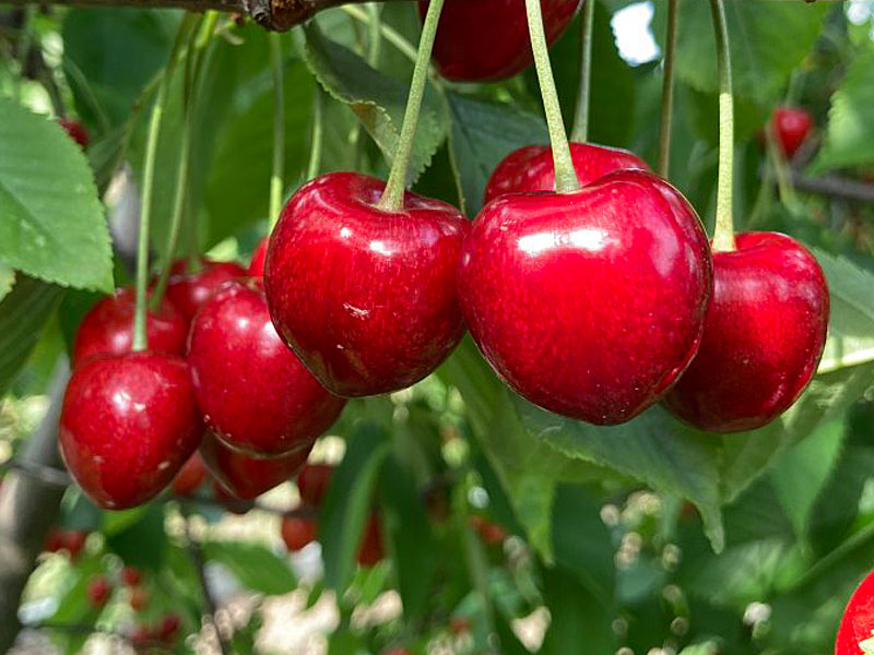 Süßkirsche (Prunus avium) CLAUDIA - SK Matej Hornák Süßkirsche (Prunus avium) CLAUDIA - SK Matej Hornák
