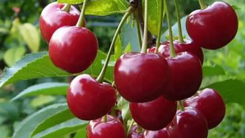 Nové čerešne a čerešňo-višne 2026: Kompaktnaja, Iput a Igrushka