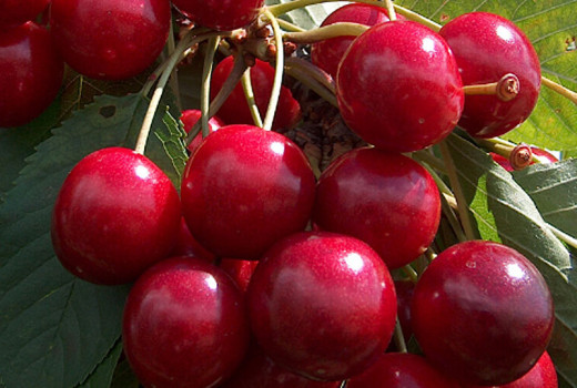 Analýza exkluzivných odrôd čerešní: Krupnoplodnaja, Brjanskaja Rozovaja a Jānis