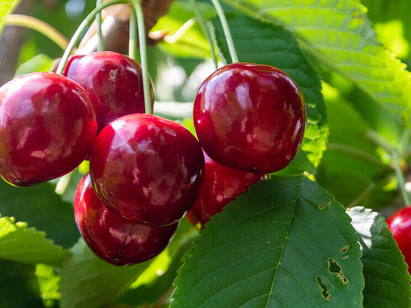 Süßkirsche (Prunus avium) LAPINS - Tutifruti SK Süßkirsche (Prunus avium) LAPINS - Tutifruti SK