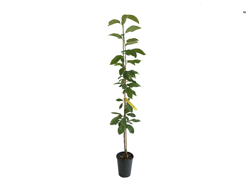 Süßkirsche (Prunus avium) LAPINS - Tutifruti SK Süßkirsche (Prunus avium) LAPINS - Tutifruti SK